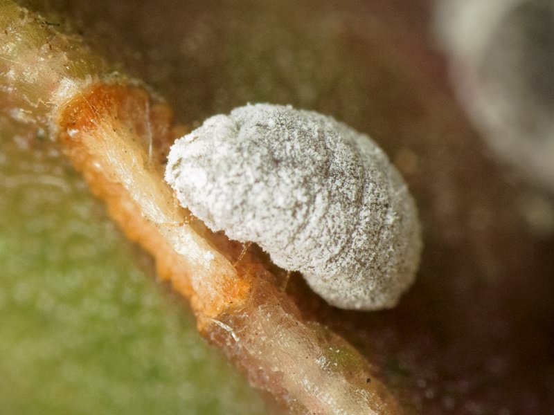 Coccus Linnaeus, 1758